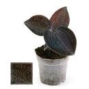 Jewel Orchid - Macodes Anoectochilus Onyx - Mini orchidée terrestre à feuilles fantaisies - pot 6cm