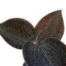 Jewel Orchid - Macodes Anoectochilus Onyx - Mini orchidée terrestre à feuilles fantaisies - pot 6cm