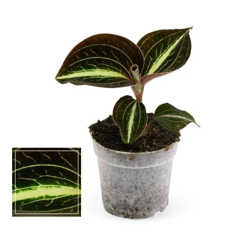 Jewel Orchid - Macodes Anoectochilus Moonstone - Mini terrestrial orchid with fancy leaves - 6cm pot