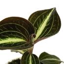 Jewel Orchid - Macodes Anoectochilus Moonstone - Mini...