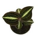 Jewel Orchid - Macodes Anoectochilus Moonstone - Mini orchidée terrestre à feuilles fantaisies - pot 6cm