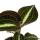 Jewel Orchid - Macodes Anoectochilus Moonstone - Mini terrestrial orchid with fancy leaves - 6cm pot