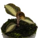 Jewel Orchid - Macodes petola Pearl - Mini orchidée terrestre à feuilles fantaisies - pot 6cm