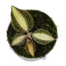 Juwelorchidee - Macodes petola Pearl - Mini-Erdorchidee mit ausgefallenen Blättern - 6cm Topf