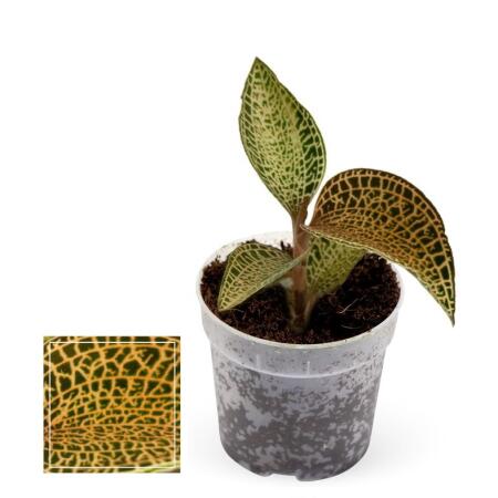 Jewel Orchid - Ludisia Topaz - Mini terrestrial orchid with fancy leaves - 6cm pot