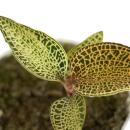 Jewel Orchid - Ludisia Topaz - Mini orchidée terrestre à feuilles fantaisies - pot 6cm