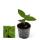 Jewel Orchid - Ludisia Jade - Mini terrestrial orchid with fancy leaves - 6cm pot