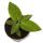 Juwelorchidee - Ludisia Jade - Mini-Erdorchidee mit ausgefallenen Blättern - 6cm Topf