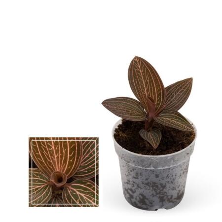 Jewel Orchid - Ludisia Ruby - Mini orchidée terrestre à feuilles fantaisies - pot 6cm