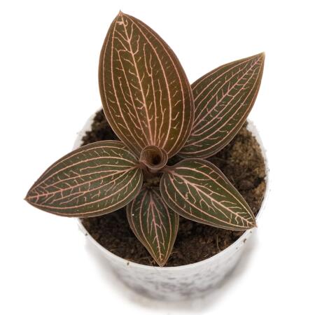 Juwelorchidee - Ludisia Ruby - Mini-Erdorchidee mit ausgefallenen Bl