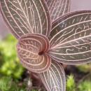 Jewel Orchid - Ludisia Ruby - Mini terrestrial orchid...