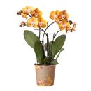 Kolibri Orchideen - Orange goldene Phalaenopsis Orchidee - Topfgröße 12cm - Juwel Las Vegas