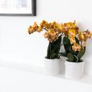 Kolibri Orchideen - Orange goldene Phalaenopsis Orchidee...