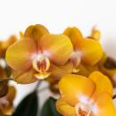 Kolibri Orchideen - Orange goldene Phalaenopsis Orchidee - Topfgröße 12cm - Juwel Las Vegas