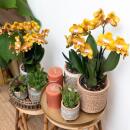 Kolibri Orchideen - Orange goldene Phalaenopsis Orchidee - Topfgröße 12cm - Juwel Las Vegas