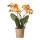 Kolibri Orchids - Orange Gold Phalaenopsis Orchid - Pot Size 12cm - Jewel Las Vegas