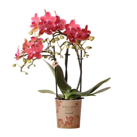 Kolibri Orchids - Red Phalaenopsis Orchid - Congo - pot size 9cm - fresh from the grower