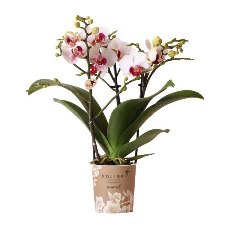 Kolibri Orchideen - Weiße Phalaenopsis Orchidee - Mineral Gibraltar - Topfgröße 9cm - frisch vom Züchter