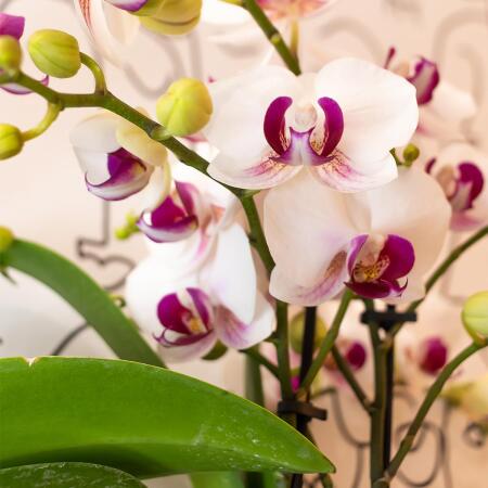 Kolibri Orchideen - Weie Phalaenopsis Orchidee - Mineral Gibraltar -