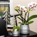 Kolibri Orchids - White Phalaenopsis Orchid - Mineral...