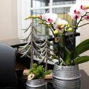 Kolibri Orchideen Weiße Phalaenopsis Orchidee Mineral Gibraltar Topfgröße 9cm frisch vom Züchter