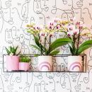Kolibri Orchideen Weiße Phalaenopsis Orchidee Mineral Gibraltar Topfgröße 9cm frisch vom Züchter