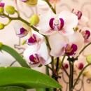 Kolibri Orchideen - Weiße Phalaenopsis Orchidee - Mineral Gibraltar - Topfgröße 9cm - frisch vom Züchter