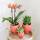 Kolibri- Plant set Scandic Terracotta - Green plant set with orange Phalaenopsis orchid and succulents including cachepot