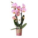 Kolibri Orchids - Pink Phalaenopsis Orchid - Niagara Fall...