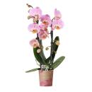 Orchidées colibris - Orchidée Phalaenopsis rose - Chute du Niagara - taille du pot 9cm