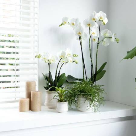 Kolibri Orchideen - Weie Phalaenopsis Orchidee - Jewel Ghent - Topfg
