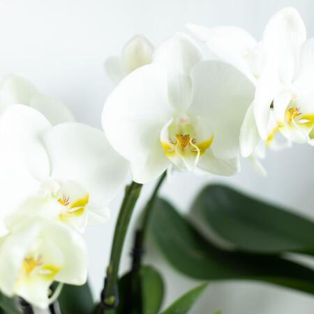 Kolibri Orchideen - Weie Phalaenopsis Orchidee - Jewel Ghent - Topfg