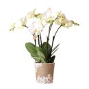 Kolibri Orchids - White Phalaenopsis Orchid - Jewel Ghent - Pot size 12cm - Fresh from the grower