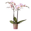 Kolibri Orchids - Pink Phalaenopsis Orchid - Kikion - pot...
