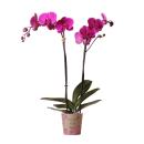 Kolibri Orchids - Purple Phalaenopsis Orchid - Mineral...