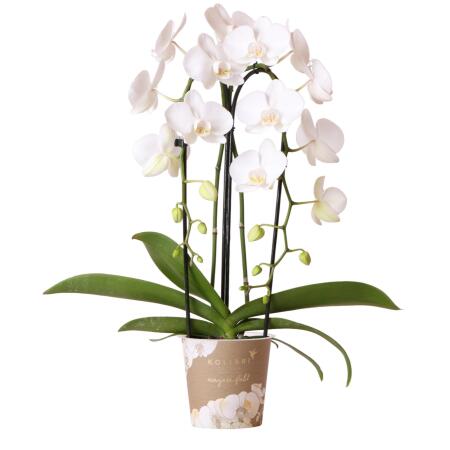 Kolibri Orchids - White Phalaenopsis Orchid - Niagara Fall - pot size 12cm - fresh from the grower