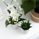 Kolibri Orchideen - Weiße Phalaenopsis Orchidee -...