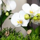 Kolibri Orchideen - Weiße Phalaenopsis Orchidee - Niagara Fall - Topfgröße 12cm - frisch vom Züchter