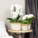 Kolibri Orchids - White Phalaenopsis Orchid - Niagara Fall - pot size 12cm - fresh from the grower