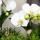 Orchidées colibris - Orchidée Phalaenopsis blanche - Chute du Niagara - taille du pot 12cm - frais du producteur