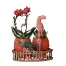 Kolibri Plant set Scandic terracotta on plate willow -...