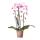 Kolibri Orchids - Pink Phalaenopsis Orchid - Niagara Fall - pot size 12cm - fresh from the grower