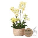 Kolibri orchids - yellow plant set in a reed basket incl....