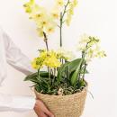 Kolibri Orchideen - gelbes Pflanzenset im Schilfkorb...