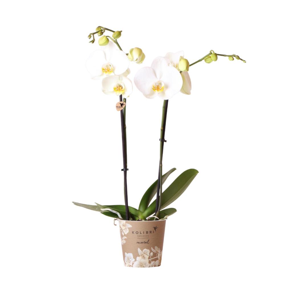 Kolibri Orchideen - Weie Phalaenopsis Orchidee - Dame Blanche - Topf