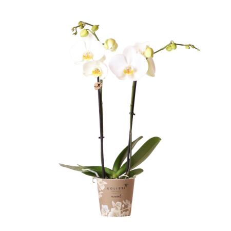 Kolibri Orchideen - Weiße Phalaenopsis Orchidee - Dame Blanche - Topfgröße 12cm - frisch vom Züchter