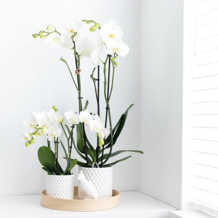 Kolibri Orchids Phalaenopsis Blossom Congo 2 spike (12000CON