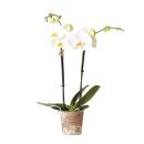 Kolibri Orchids - White Phalaenopsis Orchid - Dame...