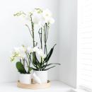 Kolibri Orchids - White Phalaenopsis Orchid - Dame...