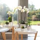 Kolibri Orchideen - Weiße Phalaenopsis Orchidee - Dame Blanche - Topfgröße 12cm - frisch vom Züchter